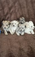 YorkiePoo Puppies for sale in Katy, TX, USA. price: $700