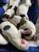 YorkiePoo Puppies for sale in Texarkana, TX, USA. price: $700