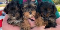 YorkiePoo Puppies for sale in Katy, TX, USA. price: $600