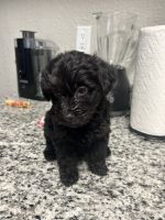 YorkiePoo Puppies for sale in Colorado Springs, CO 80916, USA. price: $850