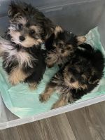 YorkiePoo Puppies for sale in Houston, TX 77071, USA. price: $60,000