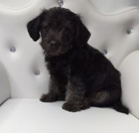 YorkiePoo Puppies for sale in Barstow, CA, USA. price: $500