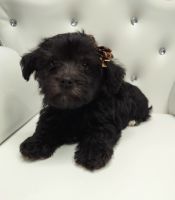 YorkiePoo Puppies for sale in Barstow, CA, USA. price: $500