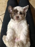 YorkiePoo Puppies for sale in Queen Creek, AZ 85143, USA. price: $500