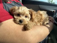 YorkiePoo Puppies for sale in McKinney, TX, USA. price: $1,600