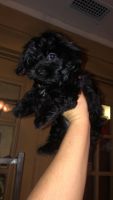 YorkiePoo Puppies for sale in Wilmer, AL 36587, USA. price: $700