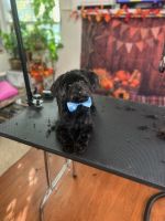 YorkiePoo Puppies for sale in Charlotte, NC, USA. price: $1,000