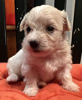 YorkiePoo Puppies for sale in Spring, TX 77379, USA. price: $2,200