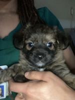 YorkiePoo Puppies for sale in Hartford, CT, USA. price: $550
