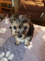 YorkiePoo Puppies for sale in Liberty Hill, TX 78642, USA. price: $100