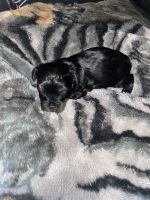 YorkiePoo Puppies for sale in Coventry, CT, USA. price: $800