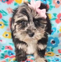 YorkiePoo Puppies for sale in Youngstown, OH 44509, USA. price: $1,199