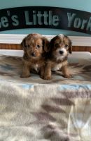 YorkiePoo Puppies for sale in Sumrall, MS 39482, USA. price: $950