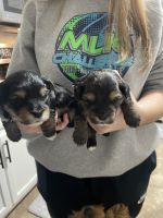 YorkiePoo Puppies for sale in Fort Wayne, Indiana. price: $1,200