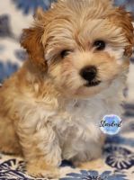 YorkiePoo Puppies for sale in Plainfield, Illinois. price: $1,800