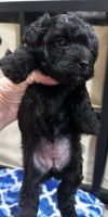YorkiePoo Puppies for sale in Bowie, Texas. price: $1,000