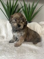 YorkiePoo Puppies for sale in Madison Heights, Virginia. price: $850