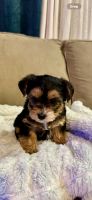 YorkiePoo Puppies for sale in Fort Worth, Texas. price: $1,350