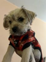 YorkiePoo Puppies for sale in Maple Shade, New Jersey. price: $325