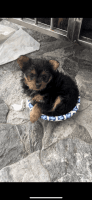 YorkiePoo Puppies for sale in Walnut Creek, California. price: $800