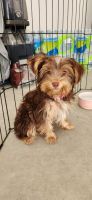 YorkiePoo Puppies for sale in Youngsville, North Carolina. price: $1,500