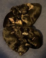 YorkiePoo Puppies for sale in Micanopy, FL 32667, USA. price: $1,500