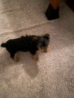 YorkiePoo Puppies for sale in Spartanburg, South Carolina. price: $1,100