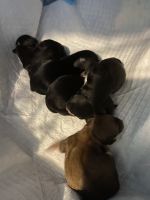 YorkiePoo Puppies for sale in Texarkana, TX, USA. price: $500