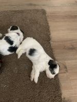 YorkiePoo Puppies for sale in Hyattsville, Maryland. price: $550