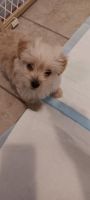 YorkiePoo Puppies for sale in Macomb Township, Michigan. price: $600