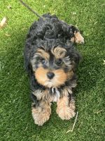 YorkiePoo Puppies for sale in Tampa, Florida. price: $1,150