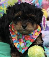 YorkiePoo Puppies for sale in Tampa, Florida. price: $1,500