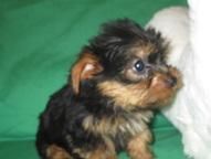 YorkiePoo Puppies for sale in Arborg, MB R0C, Canada. price: NA