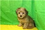 YorkiePoo Puppies for sale in Atlanta, NS B0P, Canada. price: $600