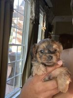 YorkiePoo Puppies for sale in Peachtree Corners, GA, USA. price: NA