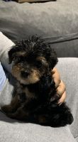 YorkiePoo Puppies for sale in Farmington Hills, MI, USA. price: NA