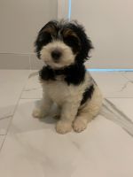 YorkiePoo Puppies for sale in Baltimore, MD, USA. price: NA