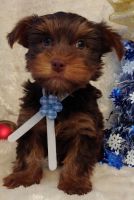 YorkiePoo Puppies for sale in Calgary, AB, Canada. price: NA