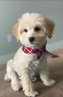 YorkiePoo Puppies for sale in Colorado Springs, CO, USA. price: NA