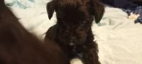 YorkiePoo Puppies for sale in Palm Bay, FL, USA. price: NA