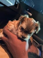 YorkiePoo Puppies for sale in Baltimore County, MD, USA. price: NA