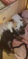 YorkiePoo Puppies for sale in North Canton, OH, USA. price: NA