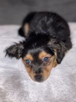 YorkiePoo Puppies for sale in Stamford, CT 06902, USA. price: NA