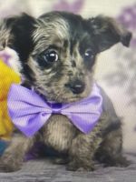 YorkiePoo Puppies for sale in Lancaster, PA, USA. price: NA