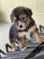 YorkiePoo Puppies for sale in Davenport, FL 33837, USA. price: NA