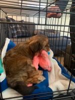 YorkiePoo Puppies for sale in Edina, MN, USA. price: NA