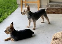 YorkiePoo Puppies for sale in Jonesboro, AR, USA. price: NA