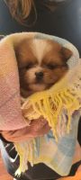 YorkiePoo Puppies for sale in West Bend, WI, USA. price: NA