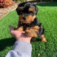 YorkiePoo Puppies for sale in San Angelo, TX, USA. price: NA