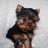 YorkiePoo Puppies for sale in Texas Plaza Dr, Irving, TX 75062, USA. price: NA